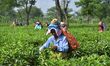 A tea garden worker plucks tea leaves at a tea garden in Nagaon district of Assam, India,...