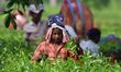 Tea garden workers pluck tea leaves at a tea garden in Nagaon district, Assam, India, on S...