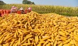 Farmers sort the harvested corn in Zaozhuang, China, on September 27, 2024. 