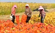 Farmers sort the harvested corn in Zaozhuang, China, on September 27, 2024. 