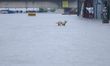 A dog wades through a flooded area in Kathmandu, Nepal, on September 27, 2024. The Himalay...
