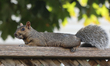 An eastern gray squirrel (Sciurus carolinensis) in Toronto, Ontario, Canada, on September...