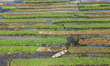 Aerial view of farmers cultivating vegetables on floating gardens in Nazirpur, Pirojpur, B...