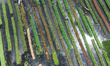 Aerial view of farmers cultivating vegetables on floating gardens in Nazirpur, Pirojpur, B...
