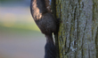 A melanistic Eastern gray squirrel (Sciurus carolinensis) climbs a tree in Toronto, Ontari...