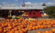 Pumpkins at a farm in Markham, Ontario, Canada, on September 30, 2024. 