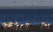 A group of pink flamingoes (Phoenicopterus roseus) walks along the Tejo river bank near th...