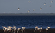 A group of black-headed gulls (Larus ridibundus) flies over a group of pink flamingos (Pho...