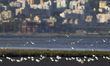A group of black-headed gulls (Larus ridibundus) flies and walks very close to the banks o...