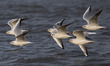 A group of black-headed gulls (Larus ridibundus) flies very close to the banks of the Tejo...