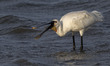 A European Spoonbill (Platalea leucorodia) walks very close to the banks of the Tejo River...