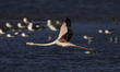 A pink flamingo (Phoenicopterus roseus) flies close to a group of seagulls on the banks of...