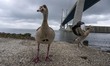 A group of Egyptian Geese (Alopochen aegyptiaca) walks along the banks of the Tejo River,...