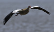 An Egyptian goose (Alopochen aegyptiaca) flies over the banks of the Tejo River in Lisbon,...