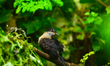 he Jacobin Cuckoo (Clamator Jacobinus), Also Pied Cuckoo Or Pied Crested Cuckoo, Is A Memb...