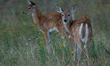 The white-tailed deer (Odocoileus virginianus), also known as the whitetail or the Virgini...