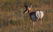 The pronghorn (Antilocapra americana) is a species of artiodactyl (even-toed, hoofed) mamm...