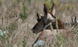 The pronghorn (Antilocapra americana) is a species of artiodactyl (even-toed, hoofed) mamm...