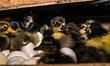 A newly hatched chick emerges from an egg incubator machine on a farm in Hanspukuria, West...