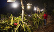 Workers tend to newly cultivated Pitahaya or dragon fruit (Hylocereus undatus) at a planta...