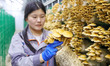 A worker picks at Shandong Azefogi Biotechnology Co LTD in Laixi, China, on October 17, 20...