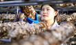 A worker picks shiitake mushrooms at Shandong Azefogi Biotechnology Co LTD in Laixi, China...