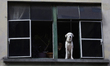 A dog leans out of a window during the Zombie March in Mexico City, Mexico, on October 19,...
