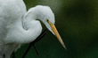 The great egret (Ardea alba), also known as the common egret, large egret, or in the Old W...