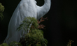 The great egret (Ardea alba), also known as the common egret, large egret, or in the Old W...