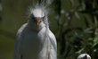 The great egret (Ardea alba), also known as the common egret, large egret, or in the Old W...