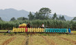 Farmers harvest late rice in Dale village of Liuzhou city in Guangxi Zhuang Autonomous reg...