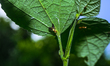 A Diarrhegma modestum, a species of tephritid or fruit fly, is seen perched on a weed leaf...