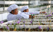 A villager picks saffron in Maopo village, Zhujiachang Township, Yuping Dong Autonomous Co...