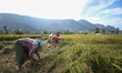 Nepali farmers harvest paddy in a field in Khokana, Lalitpur, on November 6, 2024. 