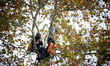 One of the two 'ecureuils' living in a tree to be cut reads a poem. The gendarmerie blocks...