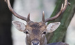 A male fallow deer is at Dagnam Park (The Manor) LNR in Harold Hill, Romford, Essex, on No...