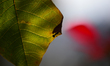 A Black garden ant is seen over the veins of a Poinsettia flower leaf against the sunlight...