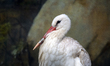 A white stork with a 3D-printed beak prosthesis is at the Sofia Zoo in Sofia, Bulgaria, on...