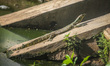 A monitor lizard looks at an artificial lake in Semarang, Indonesia, on December 3, 2024. 
