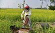 A beekeeper examines honeycombs from a beehive at a honeybee farm near a mustard field in...