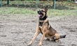 A dog is seen at the training grounds of the Dog Training Center of the Main Department of...