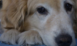 Kitty is a guide dog at the Guide Dogs for the Blind Training School I.A.P in Mexico City,...