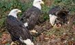 American bald eagles are seen at the Cincinnati Zoo in Cincinnati, Ohio, on December 23, 2...
