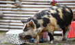 A pig discovers Christmas treats at Orana Wildlife Park on the outskirts of Christchurch,...