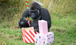 A gorilla discovers Christmas treats at Orana Wildlife Park on the outskirts of Christchur...