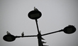 Seagulls are seen on a lantern lamp post on a misty day in Warsaw, Poland on 28 December,...