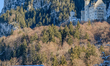 Neuschwanstein Castle is surrounded by snow-dusted trees and perched against the backdrop...