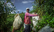Farmers harvest tomatoes at the Kamojang Agribusiness Plantation in Garut Regency, West Ja...