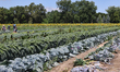 Vegetables grow at a farm in Markham, Ontario, Canada, on August 10, 2024. 
