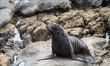 A fur seal rests at Shag Point in coastal Otago, New Zealand, on January 21, 2025. 